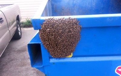bee response 20