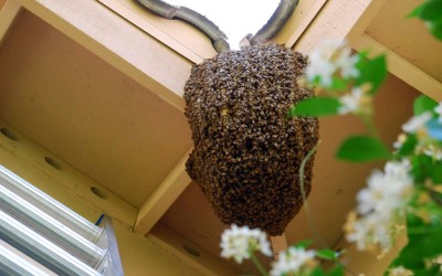 bee response 22