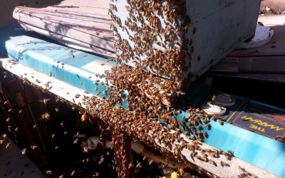 bee response 17